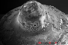 BP_Active_Fuel-6