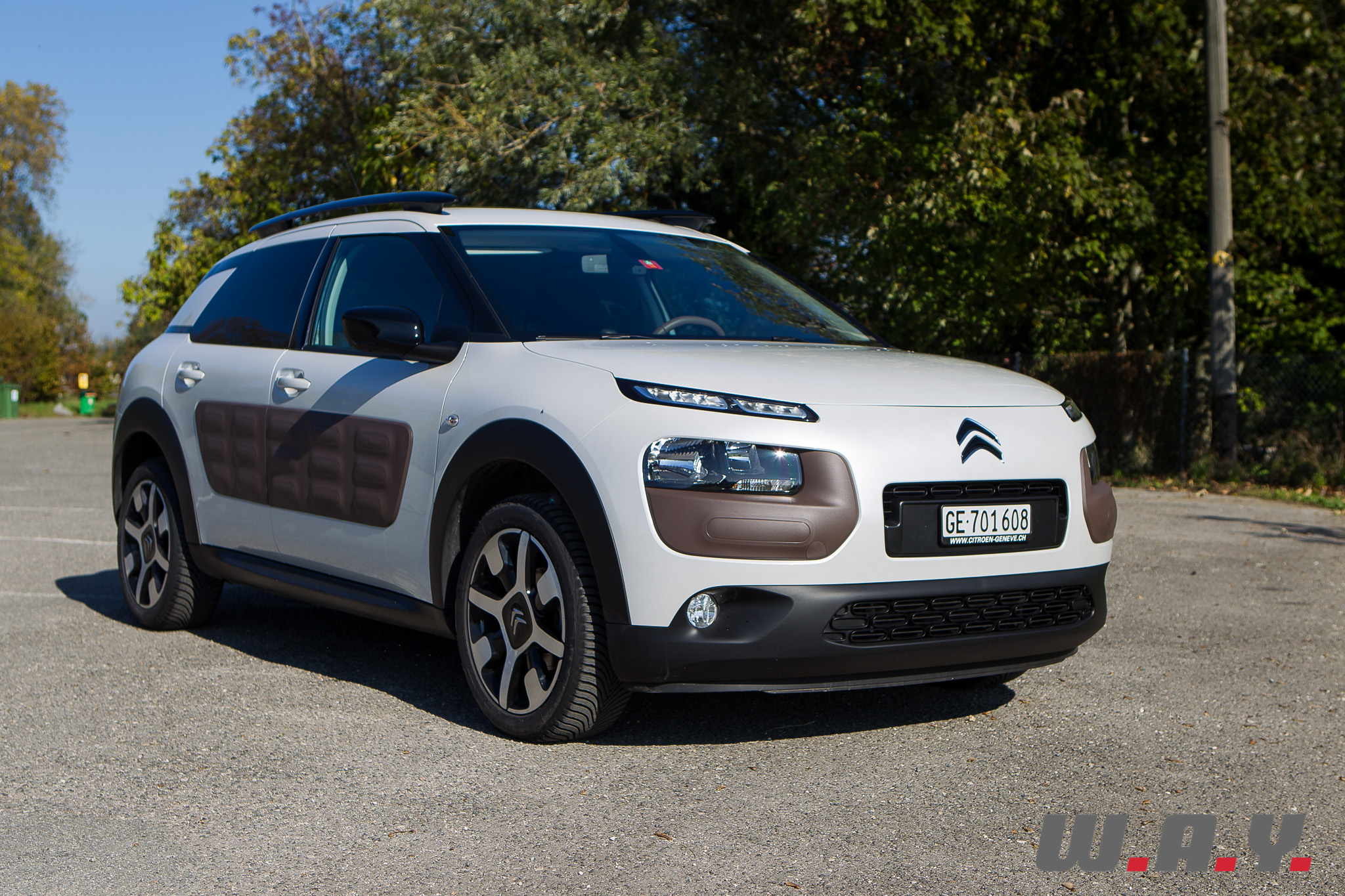 C4Cactus 01