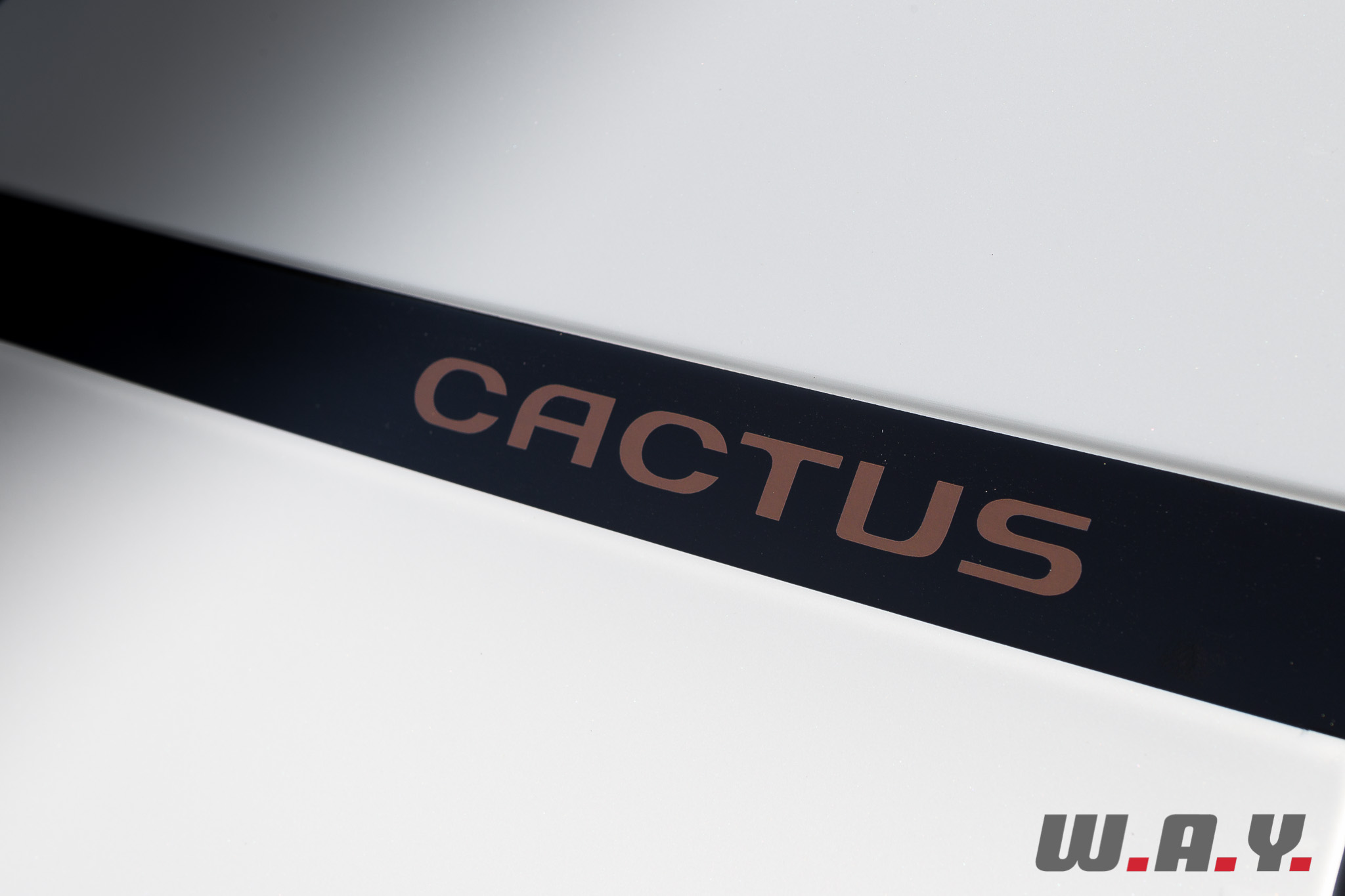 C4Cactus 06