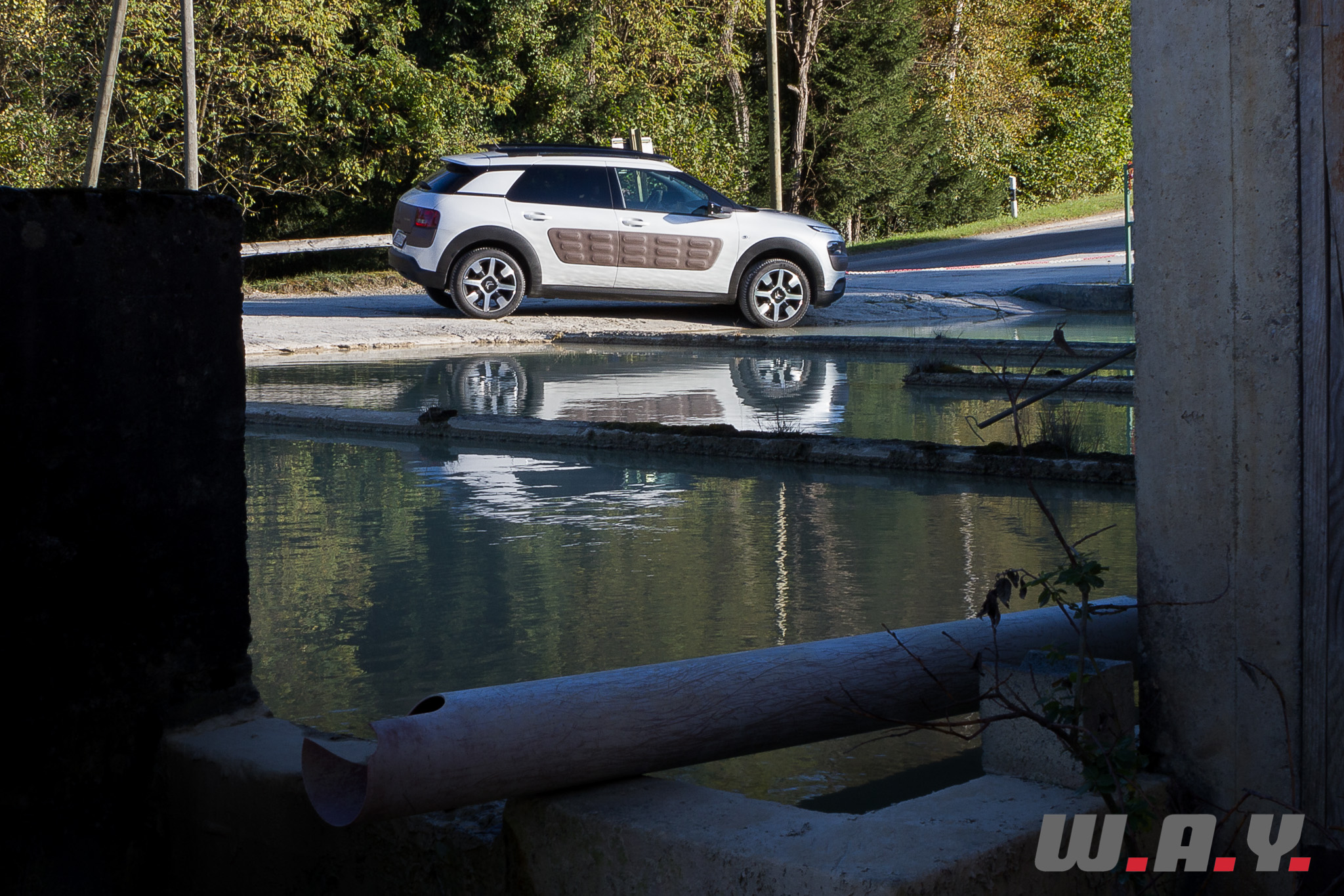 C4Cactus 11