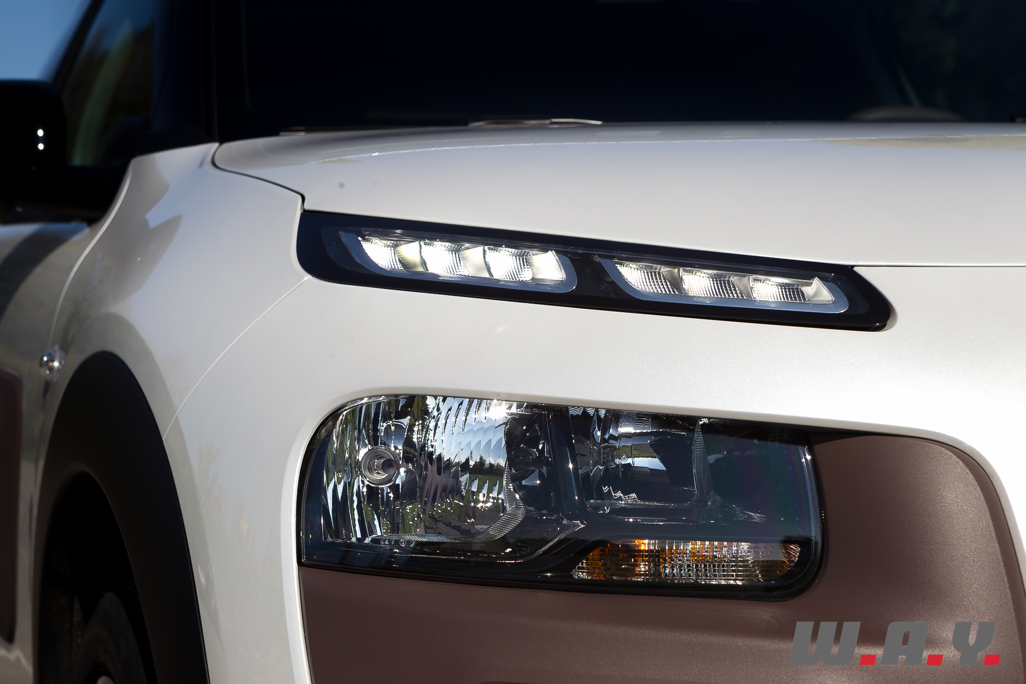 C4Cactus 14