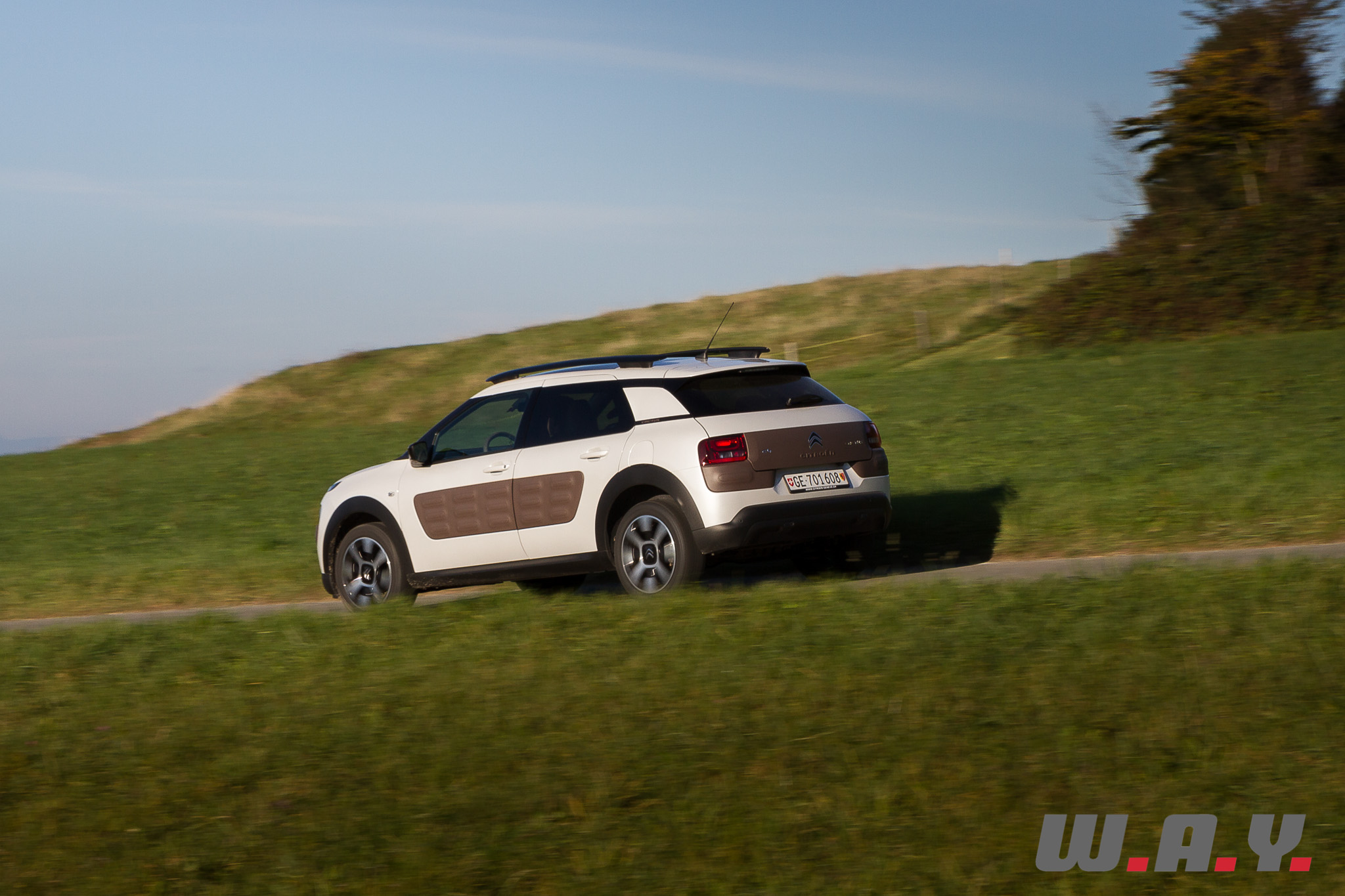 C4Cactus 33